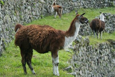 2 Day – Short Inca Trail to Machu Picchu – Group Service