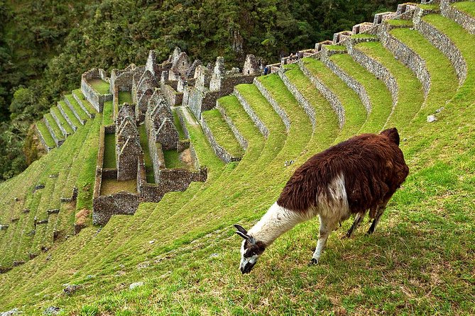 2 Day - Short Inca trail to Machu Picchu - Private Services - Day two: sunrise at Machu Picchu