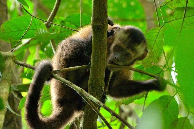 3-Day Eco-Sustainable Private Tour Manu National Park - From Cusco to the Kosnipata Valley on day one