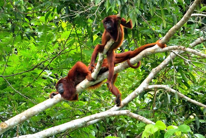3-Day Eco-Sustainable Private Tour Manu National Park - Wildlife depends on the guide and the conditions