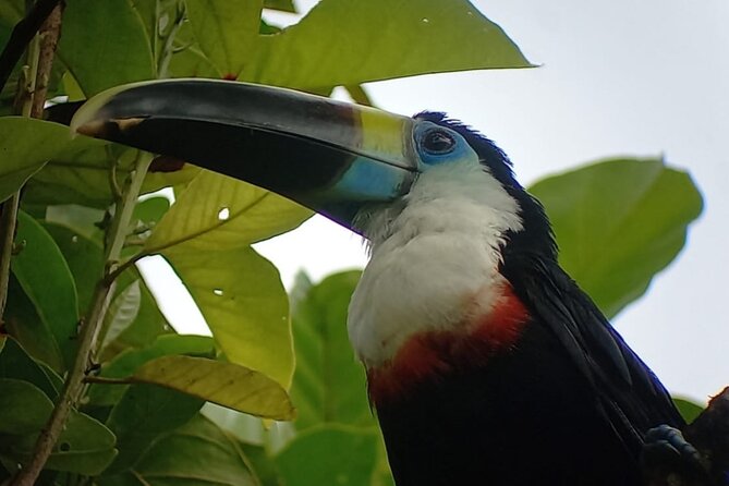 3-Day Eco-Sustainable Private Tour Manu National Park - The parrot clay lick completes the short visit
