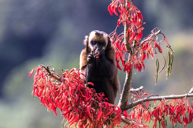 4 Day Tour to the Manu National Park - Key points to know before you go