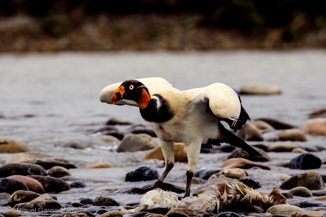 4 Day Tour to the Manu National Park - Why this four-day route is worth considering