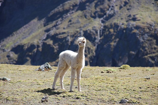 5 Day - Salkantay trek to Machu Picchu - Group Service - Food, guides, and the group experience