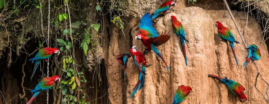 Amazonas Manu Cultural Zone 4 Days / 3 Nights - From Cusco to Ajanaco at 3,500 meters