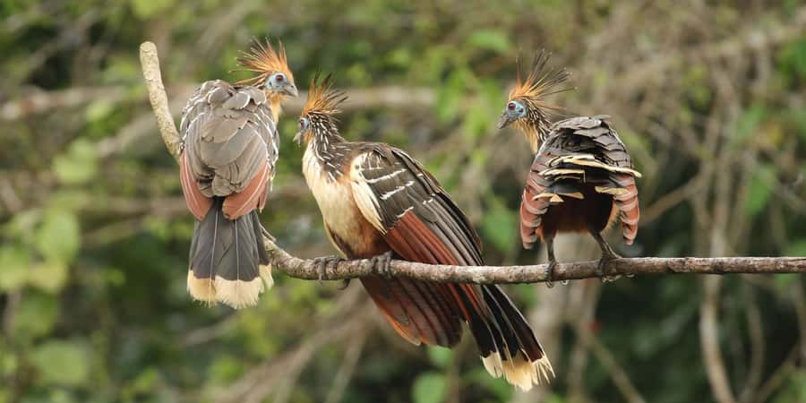 Amazonas Manu Cultural Zone 4 Days / 3 Nights - Pilcopata and the first taste of the jungle