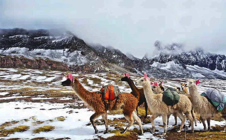 Arrive before the crowd to the Mountain in private service - The optional Red Valley viewpoint