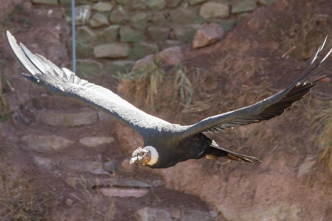 Cochahuasi Animal Sanctuary® Admission Ticket - Key points to know before you go