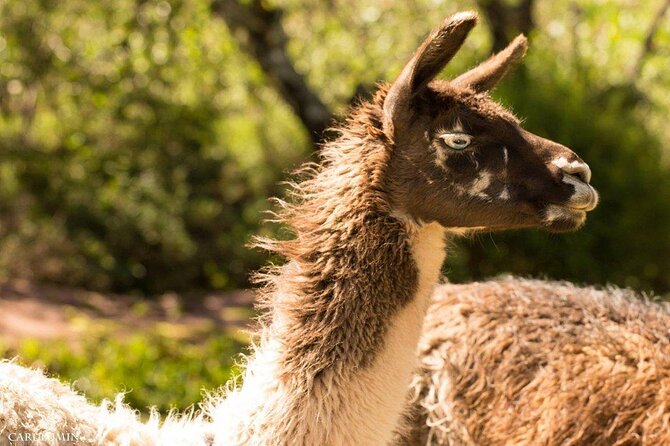 Cochahuasi Animal Sanctuary® Admission Ticket - What you see during the 45 to 90 minute visit