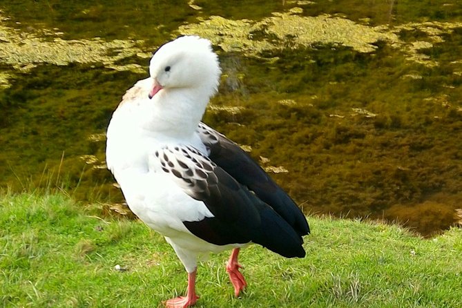 Cochahuasi Animal Sanctuary® Admission Ticket - Getting there from Cusco and getting back