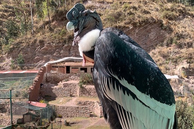 Cochahuasi Animal Sanctuary® Admission Ticket - Is the $10 ticket good value?
