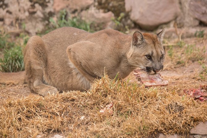 Cochahuasi Animal Sanctuary® Admission Ticket - Best way to plan your visit