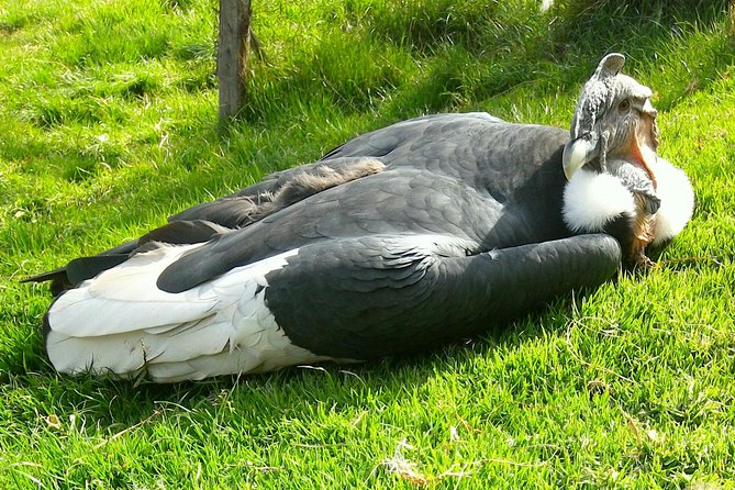 Cochahuasi Animal Sanctuary® Admission Ticket - Why the guide makes a big difference