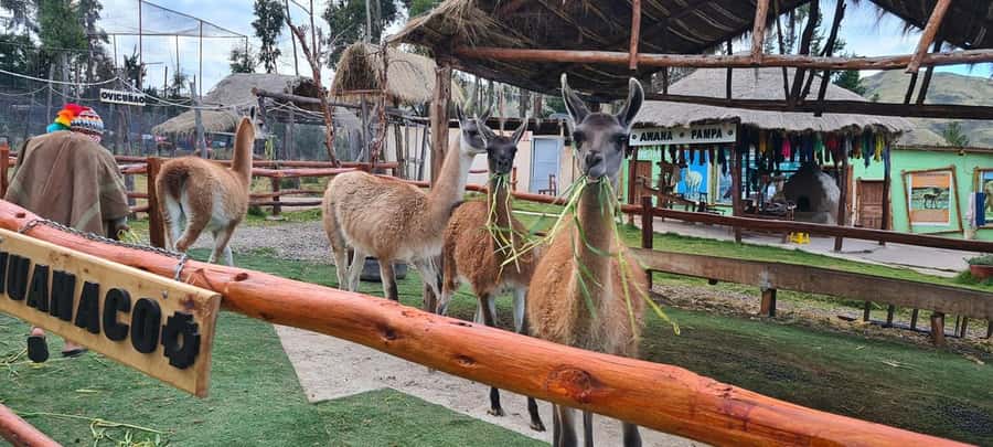 Cusco: Alpaca and Llama Farm Tour w/ Transfer & Weaving Demo - Key points to know before you book