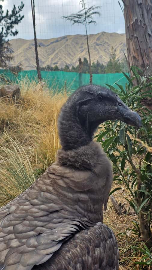 Cusco: Alpaca and Llama Farm Tour w/ Transfer & Weaving Demo - What the conservation and Inca stories add