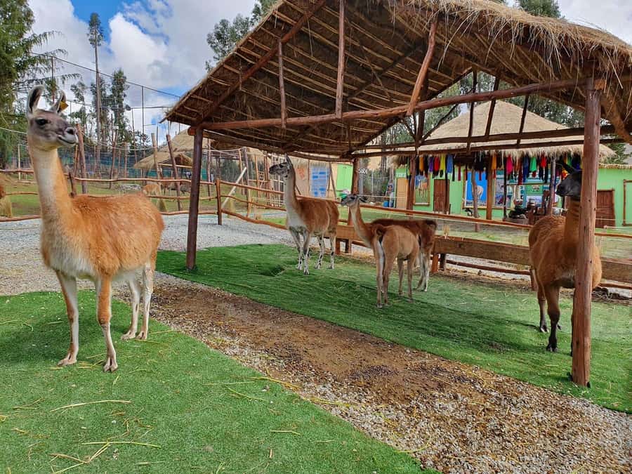 Cusco: Alpaca and Llama Farm Tour w/ Transfer & Weaving Demo - The guides make the difference