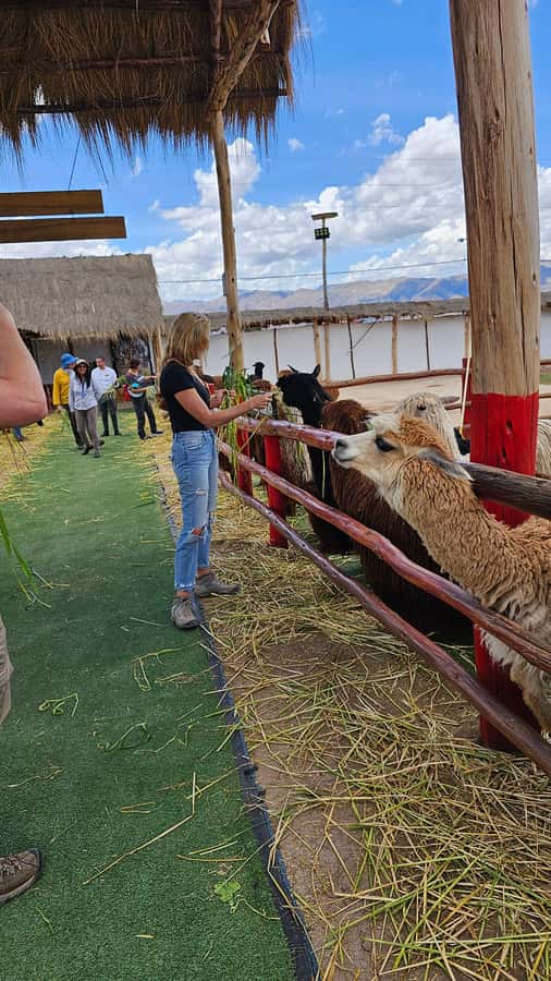 Cusco: Alpaca and Llama Farm Tour w/ Transfer & Weaving Demo - Timing, comfort, and the one real weakness