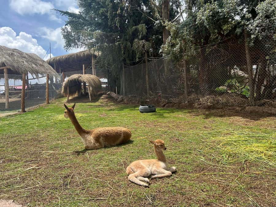 Cusco: Alpaca and Llama Farm Tour w/ Transfer & Weaving Demo - The short ride from central Cusco