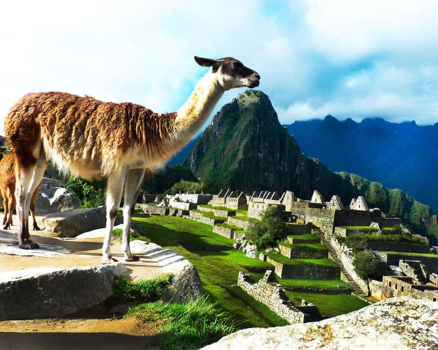 CUSCO: Full Day All Included Private Machu Picchu Experience - Inside Machu Picchu with a private guide