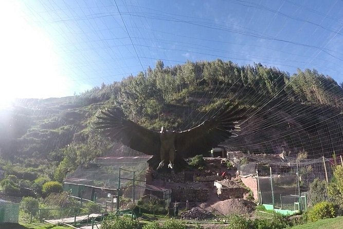 Cusco Santuario de Animales Rescatados en Cusco - Key points to know before you book