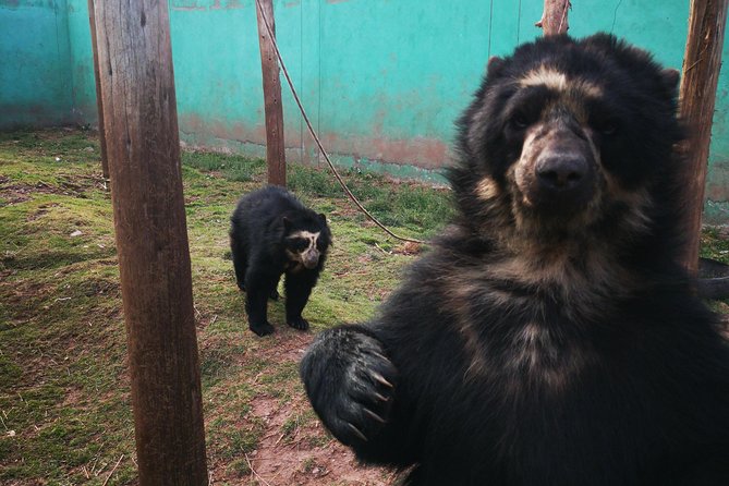 Cusco Santuario de Animales Rescatados en Cusco - Meeting rescued wildlife near Cusco