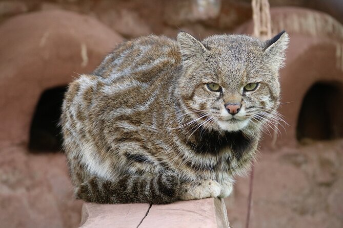 Cusco Santuario de Animales Rescatados en Cusco - Why the $34 price can make sense