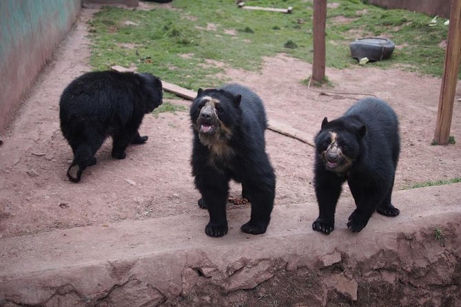 Cusco Santuario de Animales Rescatados en Cusco - What happens during the two to three hours