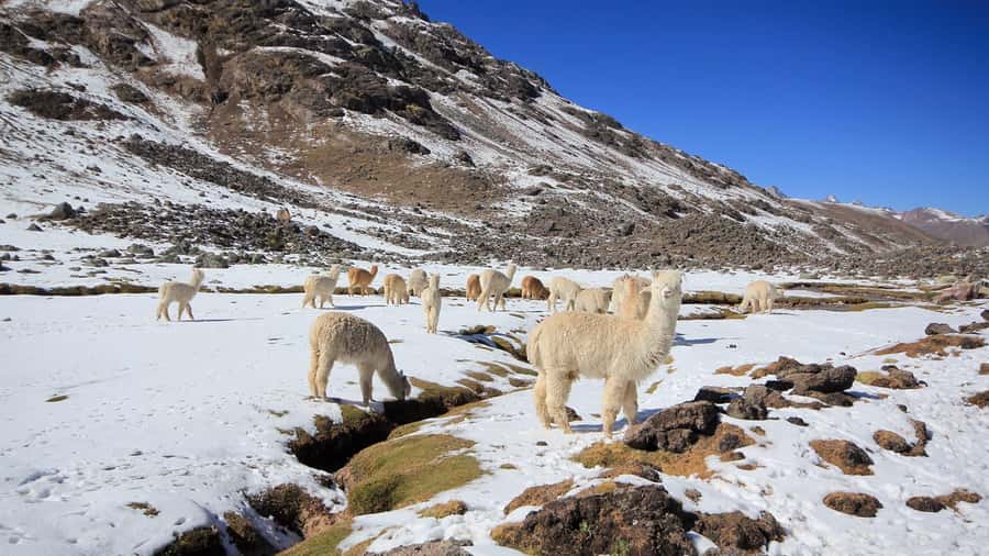 Cusco: Seven Lagoons of Ausangate Hiking Day Trip with Lunch - The 4:00 AM departure from Cusco