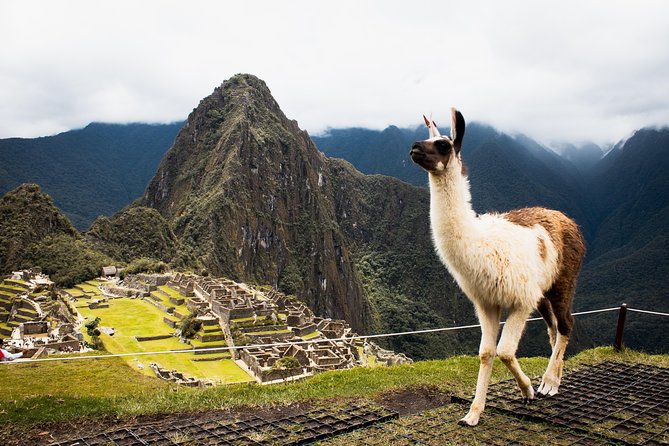 Excursion to MachuPicchu with Train Vistadome Full Day - The Vistadome return and the trip back to Cusco