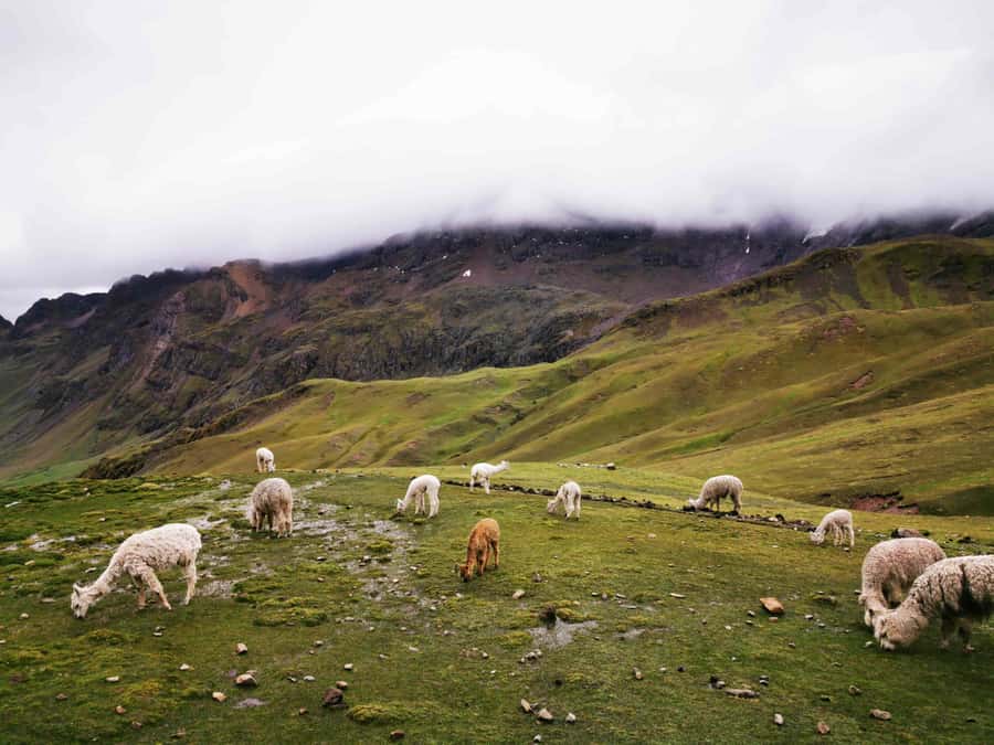 Excursion to Rainbow Mountain in ATV. - South through Cusipata, Checacupe, and Pitumarca