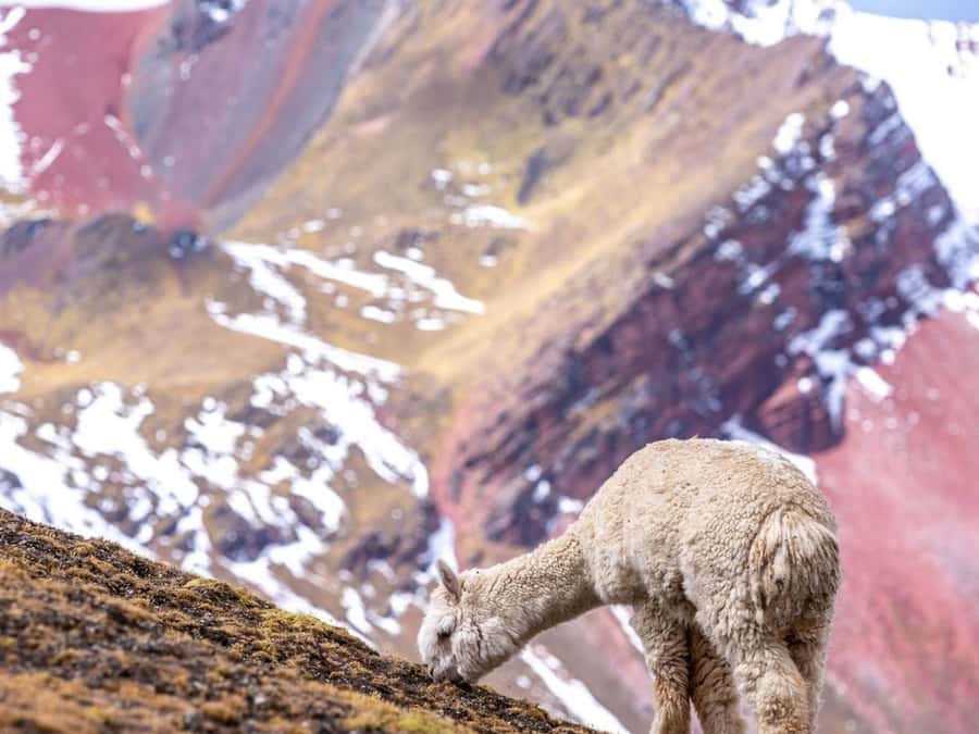 Excursion to Rainbow Mountain in ATV. - Time at the famous colored mountain