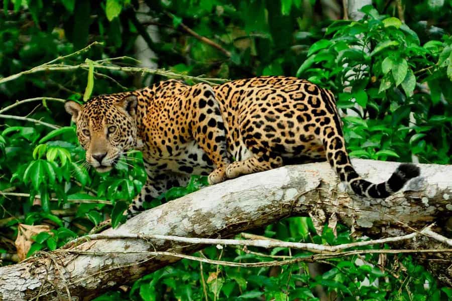 From Cusco: 4-Day Manu National Park Guided Tour - Key points to know before booking