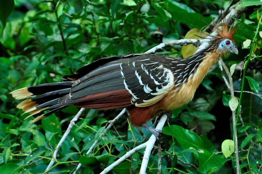 From Cusco: 4-Day Manu National Park Guided Tour - From Cusco to Paucartambo: the trip begins on the road