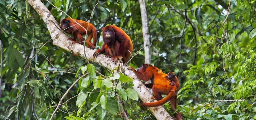 From Cusco: 4-Day Manu National Park Guided Tour - The macaw clay lick and a morning on the forest trail