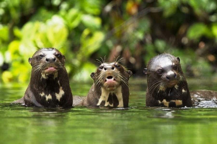 From Cusco: 4-Day Manu National Park Guided Tour - Machuwasi Lake and the night walk
