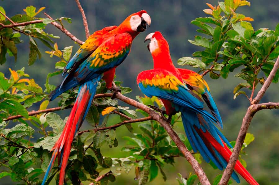 From Cusco: 4-Day Manu National Park Guided Tour - Cloud forest wildlife near the road to Pilcopata