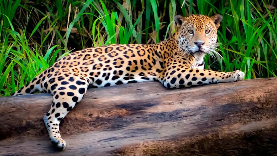 From Cusco: 4 Day Puerto Maldonado Sandoval Lake Excursion - First afternoon: lodge trails and Monkey Island