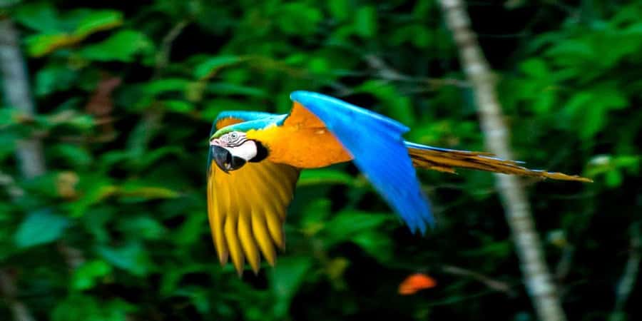 From Cusco: 4 Day Puerto Maldonado Sandoval Lake Excursion - Sandoval Lake: the trip’s wildlife centerpiece