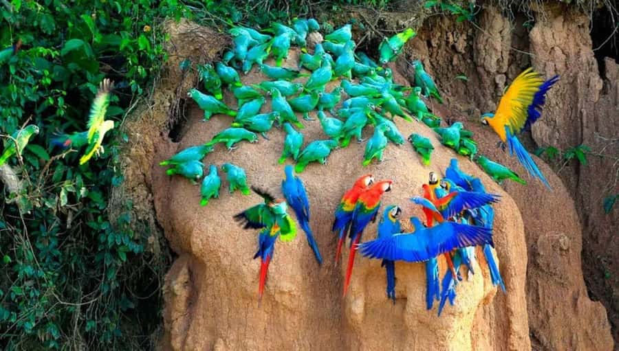 From Cusco: 4 Day Puerto Maldonado Sandoval Lake Excursion - A 5:00 a.m. parrot clay lick