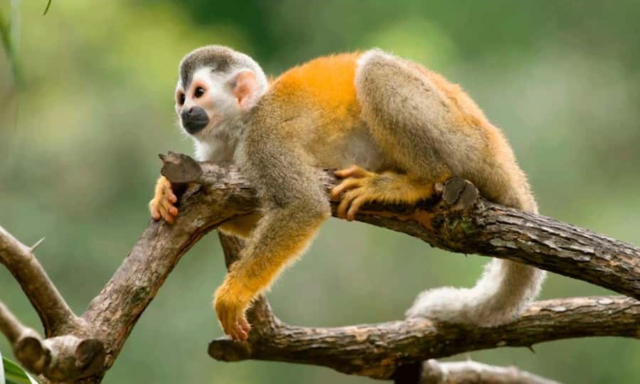 From Cusco: 4 Day Puerto Maldonado Sandoval Lake Excursion - What the $430 price really covers