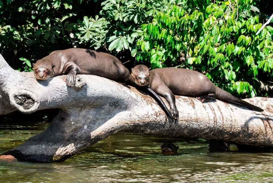 From Cusco: 4 Day Puerto Maldonado Sandoval Lake Excursion - Night on the river: caimans and capybaras