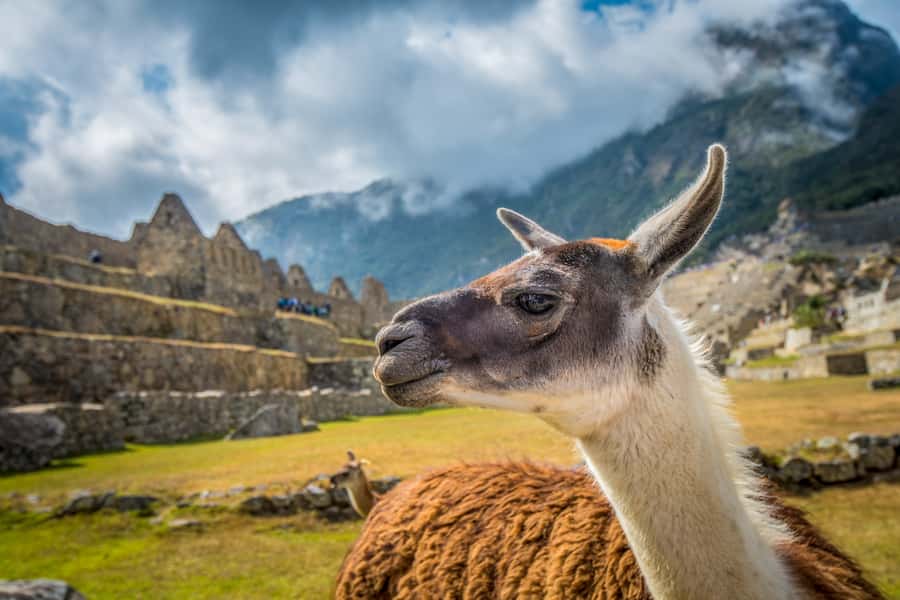 From Cusco: Machu Picchu Full-Day Guided Tour - What $465 buys you