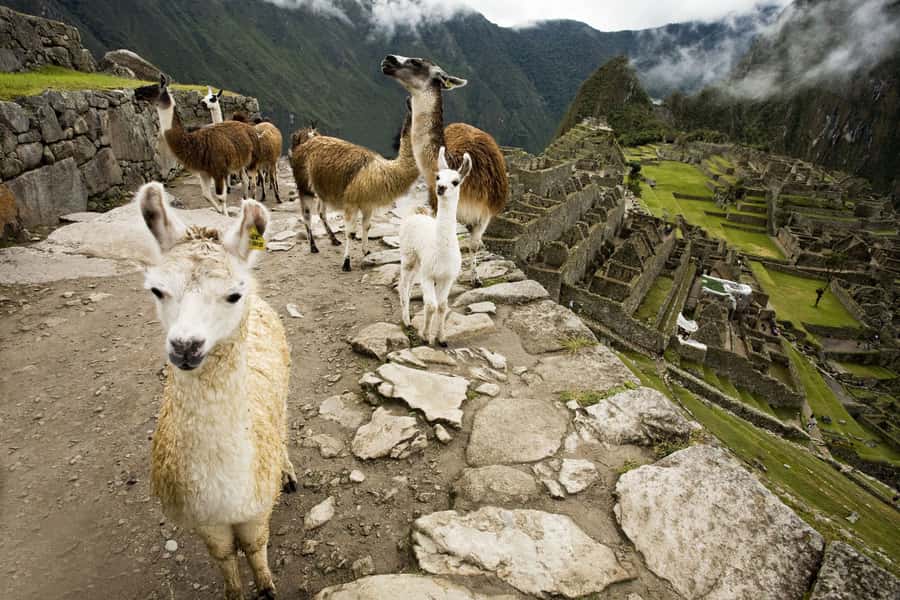 From Cusco: Machu Picchu Private Day Trip on Panoramic Train - Your private guide changes the Machu Picchu visit