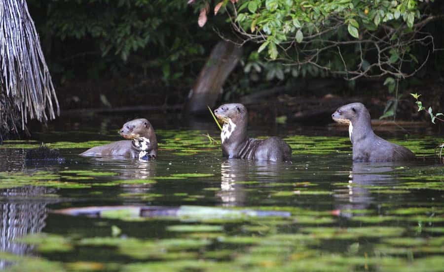 From Cusco: Manu National Park 3 Day Tour - Swamp birds and a search for caimans