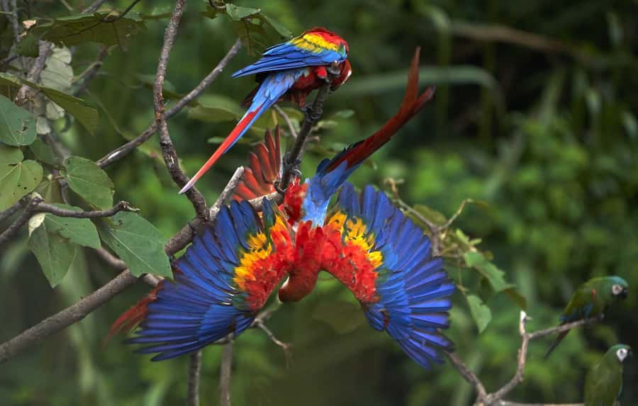 From Cusco: Manu National Park 3 Day Tour - Who should book this Manu trip?