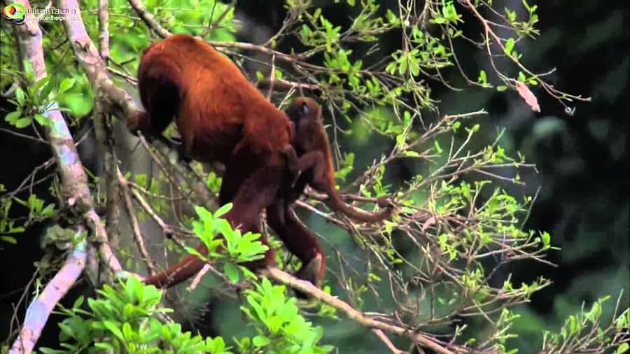 From Cusco: Manu National Park Tour & Accommodation 3 Days - From Cusco to the cloud forest on day one