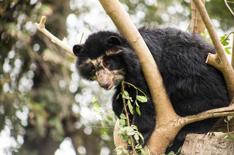 From Cusco: Manu National Park Tour & Accommodation 3 Days - How much value do three days provide?