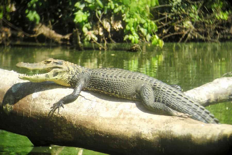 From Cusco: Manu National Park Tour & Accommodation 3 Days - Who should choose this Manu trip?