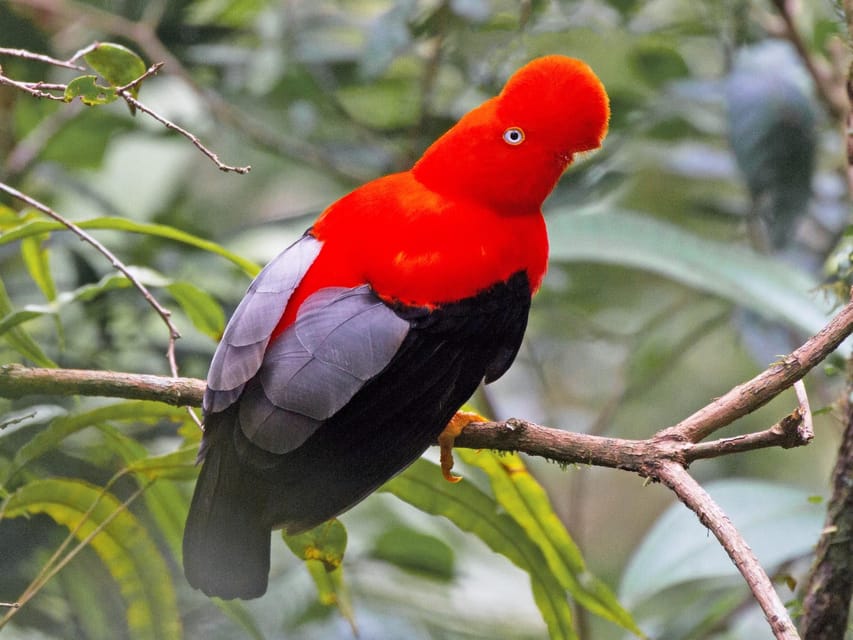 From Cusco: Manu National Park Tour & Accommodation 3 Days - FAQ