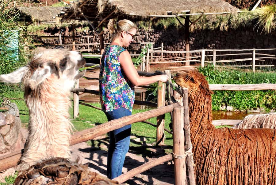 From Cusco: Private Pisac Ruins and Alpaca Farm Day Trip - Why this half-day trip works from Cusco